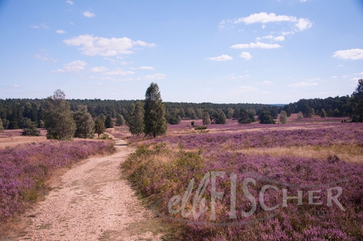 Lüneburger Heide