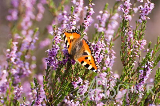 Schmetterling