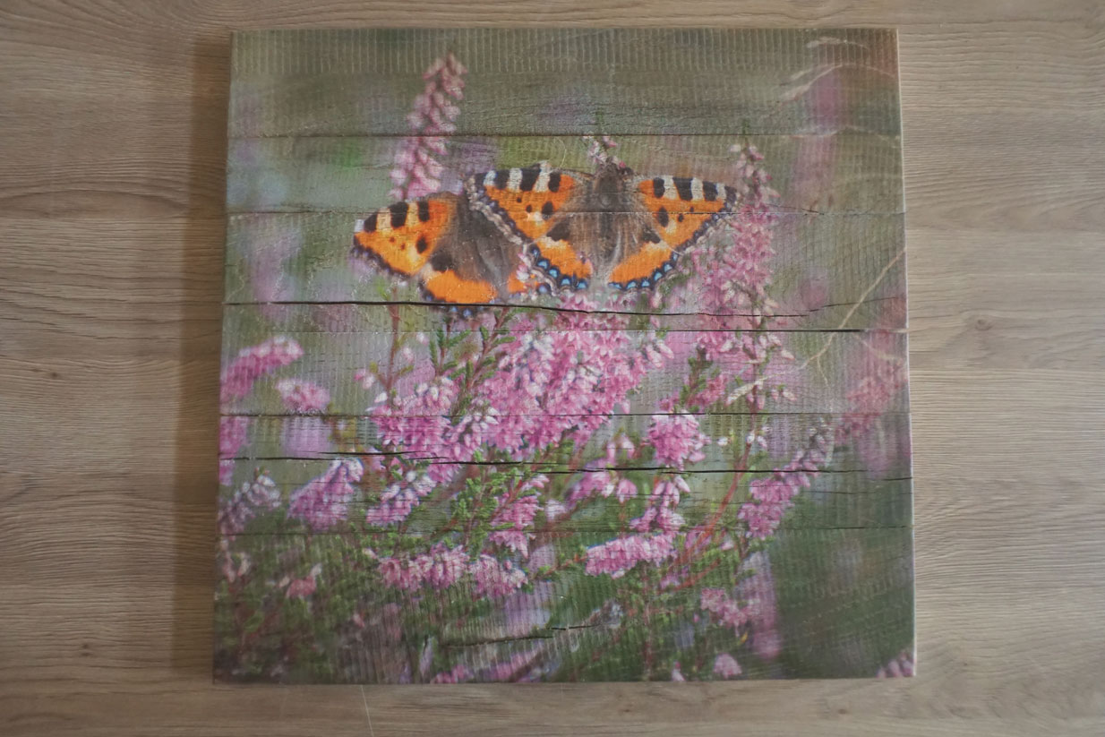 Schmetterlingspaar auf uriges Wildeichenholz gedruckt